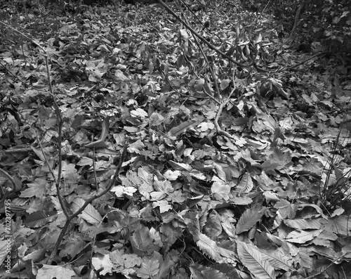 scenic carpet of autumn leaves on the ground in the woods