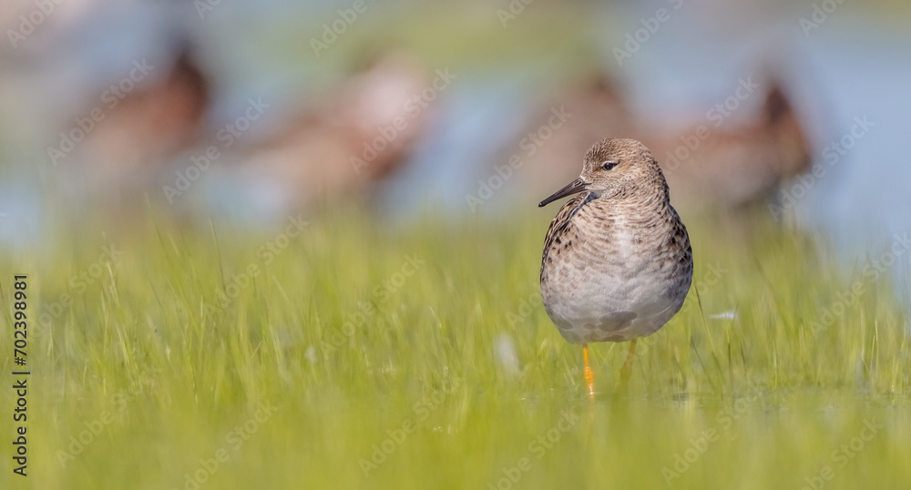 Fototapeta premium Ruff - female feeding at the wetland on the mating season in spring