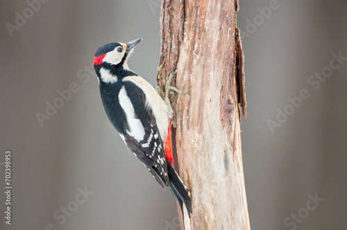 Great Spotted Woodpecker - male - in the wet forest in winter