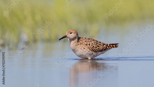 Ruff - female feeding at the wetland on the mating season in spring