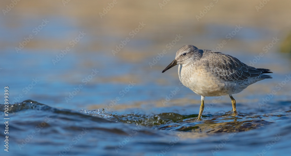 Red Knot - on the autumn migration way at a seashore Red Knot - on the autumn migration way at a seashore