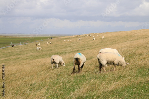 sheep in the field of nord Germany