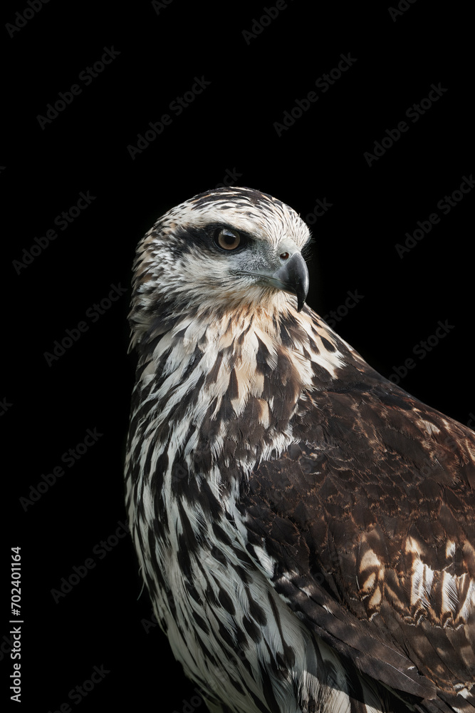 Obraz premium juvenile great black hawk beautiful bird of prey close-up portrait in Costa Rica