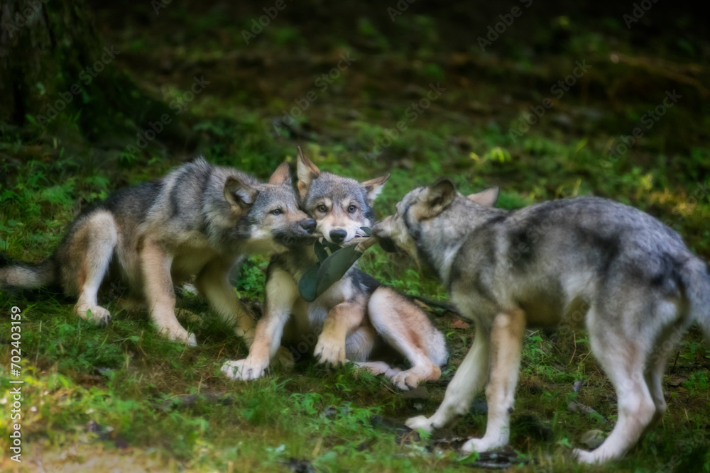 Fototapeta premium Young wolves in a three way stand off for the hat