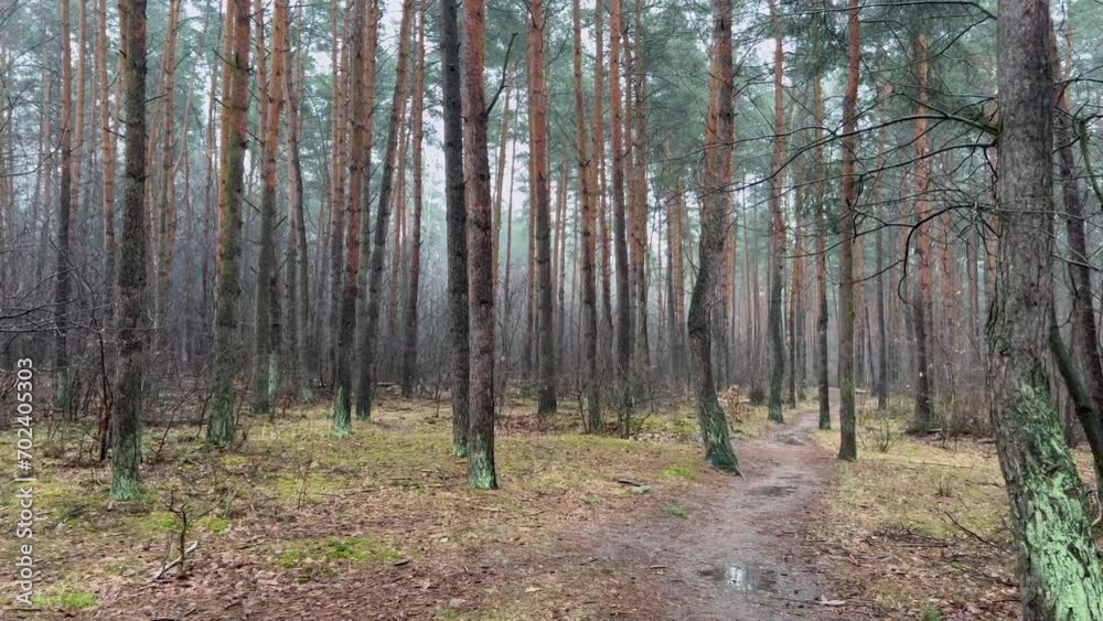 Rainy and foggy forest in warm winter, trees in the forest Rainy and foggy forest in warm winter, trees in the forest