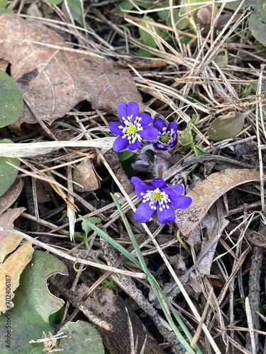 first early violets in the forest in Vilnius, Lithuania
