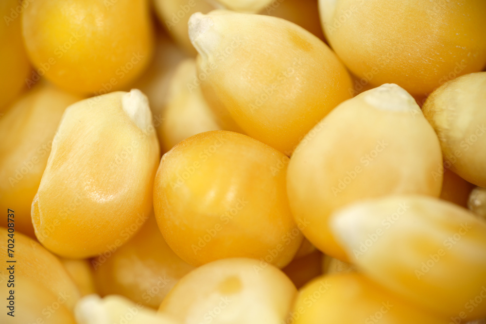Popcorn kernels in extreme close up,top view Popcorn kernels in extreme close up,top view