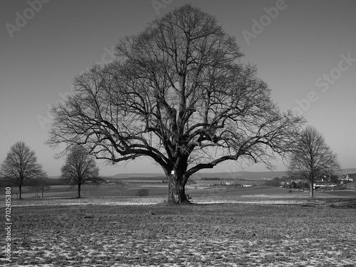 Old lime tree