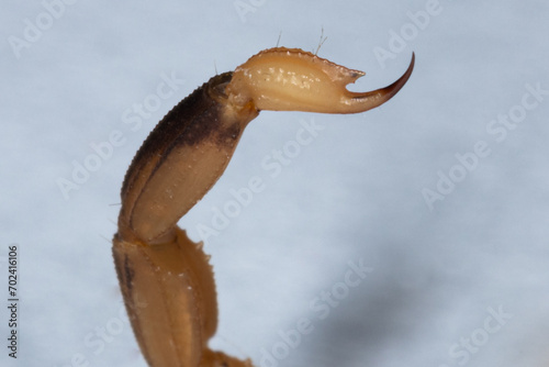 Tityus serrulatus, the most venomous scorpion in Brazil, is commonly known as yellow scorpion. photo