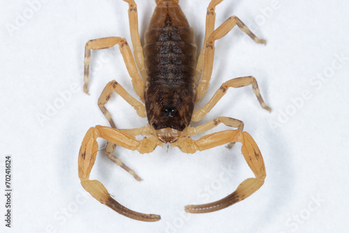 Tityus serrulatus, the most venomous scorpion in Brazil, is commonly known as yellow scorpion. photo