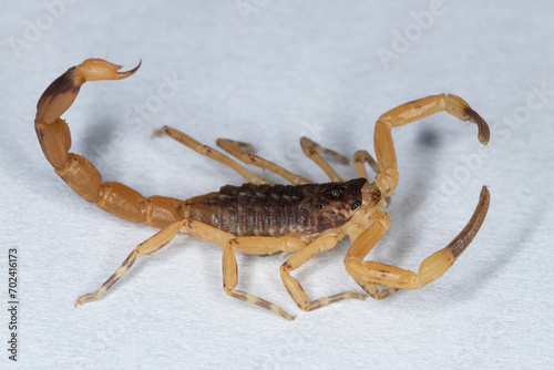 Tityus serrulatus, the most venomous scorpion in Brazil, is commonly known as yellow scorpion.
