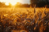 As the sun rises over the vast field of wheat, the golden grains sway in the gentle breeze, a bountiful harvest awaiting the hardworking hands of the farmers
