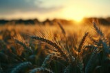 As the sun dips below the horizon, a bountiful wheat field glows with golden hues, embodying the beauty and abundance of nature's harvest