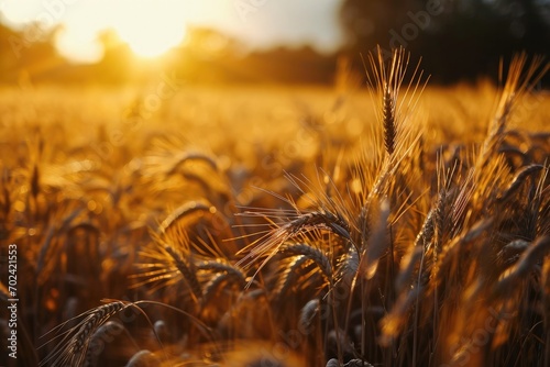 As the sun rises over the vast field of wheat, the golden grains sway in the gentle breeze, a bountiful harvest awaiting the hardworking hands of the farmers photo