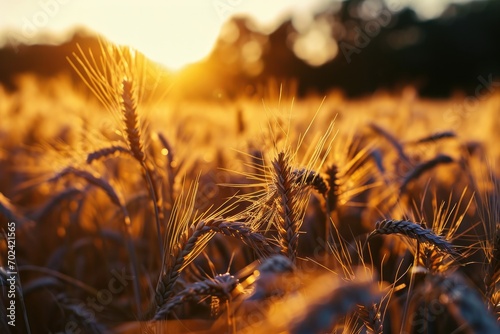 A bountiful field of wheat, a golden sea of grains swaying in the sun's warm embrace, a testament to nature's cycle of growth and harvest photo