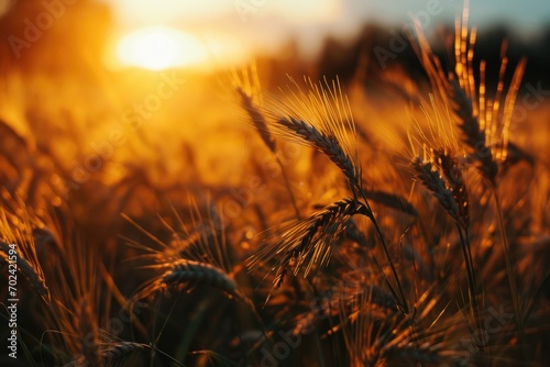A golden sea of wheat dances in the warm light of a setting sun, a picturesque scene of agricultural beauty and nourishment in the great outdoors