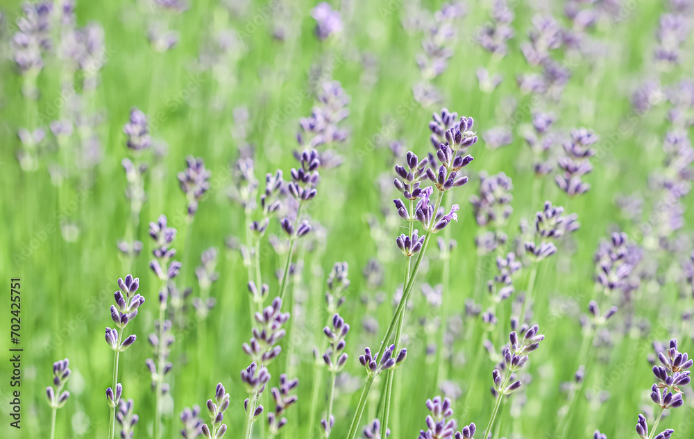 Green background from lavender in buds in the garden Green background from lavender in buds in the garden