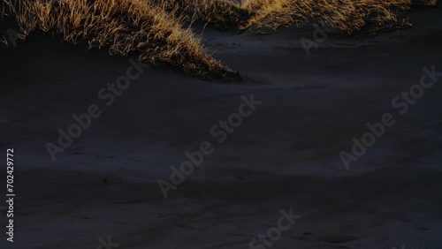 Black Beach Texture with yellow grass icelandic moss forming patterns in Iceland photo