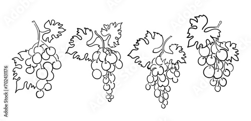 Set of grapes with leaves in doodle style, their four bunches. Stock vector illustration isolated on white background.