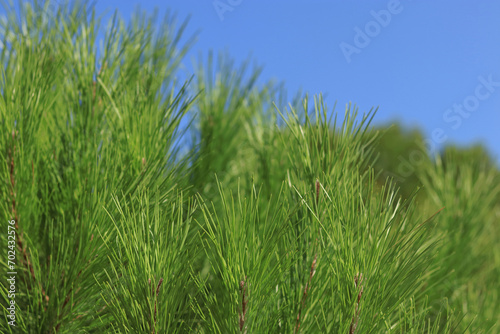 Spruce branch in spring. Fir branches. Natural coniferous background texture. Spring nature. Green pine. Mediterranean flora. Evergreen coniferous tree. Green maritime pines against a clear blue sky
