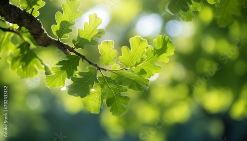 Golden sunlight filtering through the lush green oak tree leaves in a picturesque forest