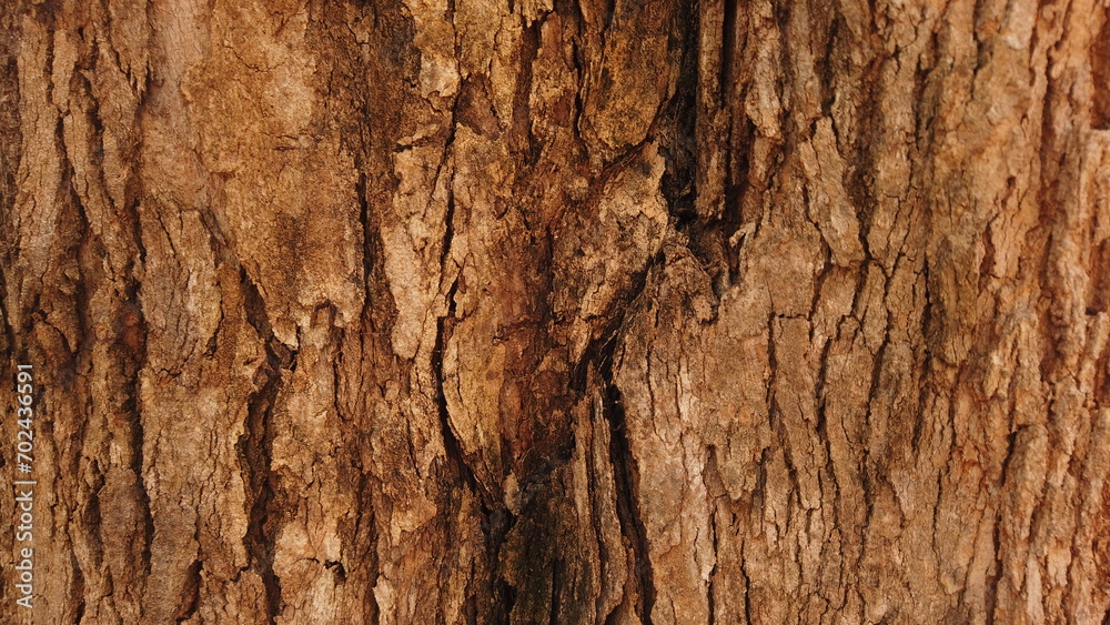 Beautiful Wood Log Texture in Detail Beautiful Wood Log Texture in Detail