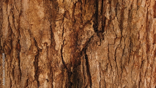 Beautiful Wood Log Texture in Detail