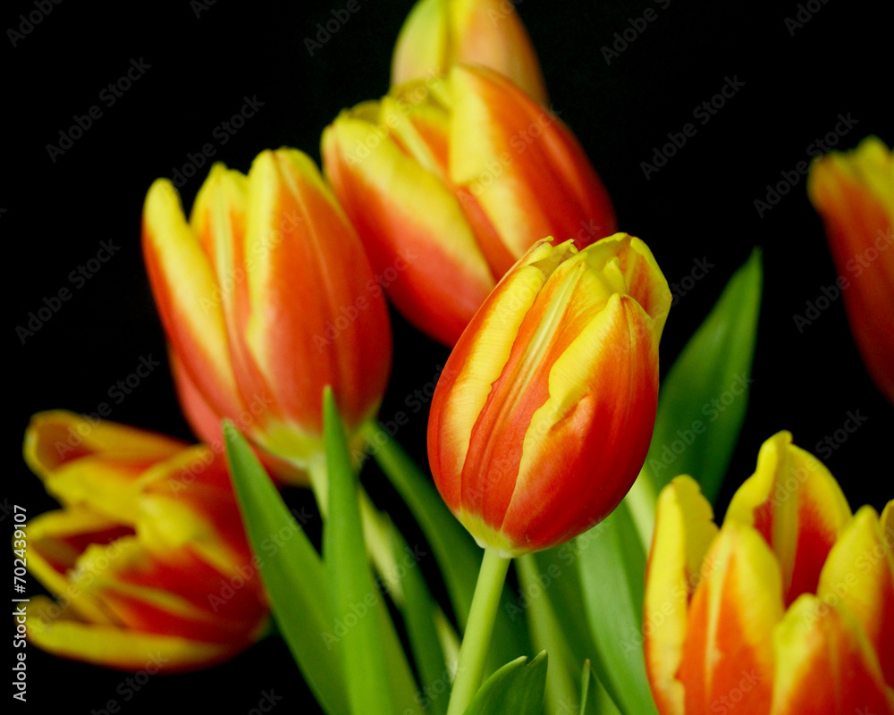 red and yellow tulips stand close against a black background. bouquet. holiday. Happy holiday. postcard. poster calendar. spring. copy space red and yellow tulips stand close against a black background. bouquet. holiday. Happy holiday. postcard. poster calendar. spring. copy space