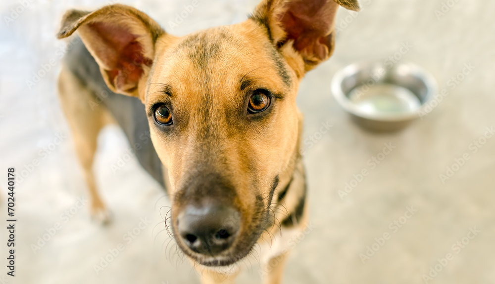 Dog Food Bowl German Shepherd Pets Eager Anticipation Eating Promotion
