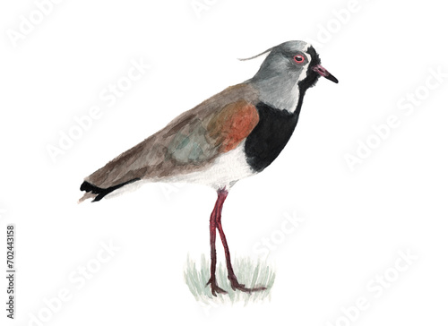 Ilustración en acuarela de Queltehue Común (Vanellus chilensis) Aves de Chile.
