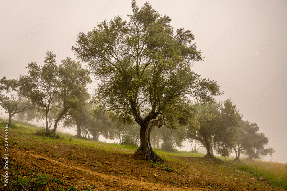 Fototapeta premium Olive trees in the morning fog on the slopes of the hills around Pienza, in the Val d'Orcia, in Tuscany, Italy. It is a tourist attractive area with rolling hills and wonderfully beautiful landscapes