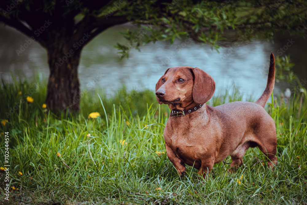 Red adult dachshund in the grass.