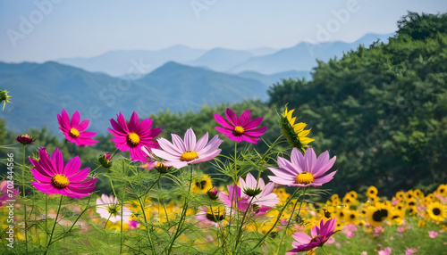 View of pink cosmos flower and sunflower