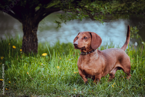 Red adult dachshund in the grass.