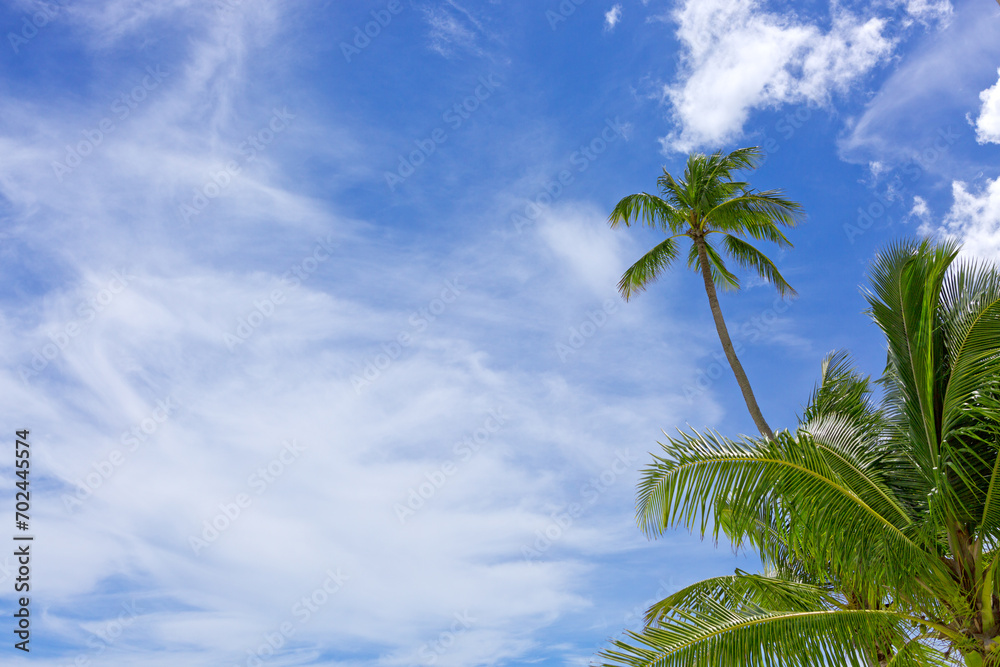 Tropical palm trees with blue sky and white clouds background.