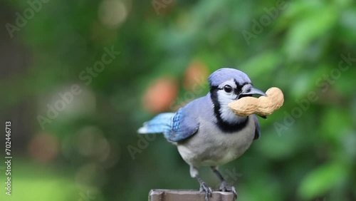 Blue Jay Swoops In For Peanut - Slow Motion Footage