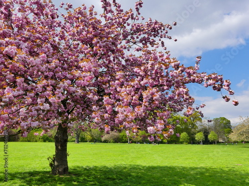 Le printemps et les fleurs de cerisiers