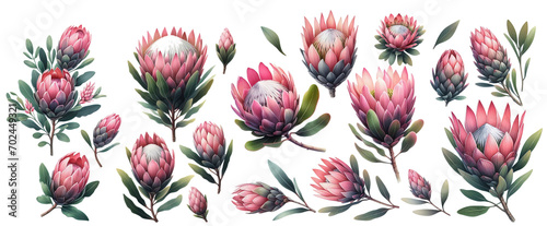Watercolor isolated drawing exotic flower Protea flower Australia, watercolor illustration.