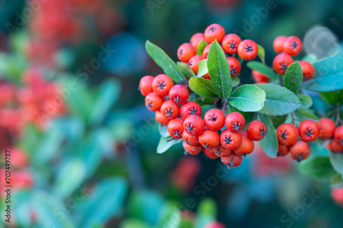 Pyracantha Firethorn orange fruits with green leaves. photo