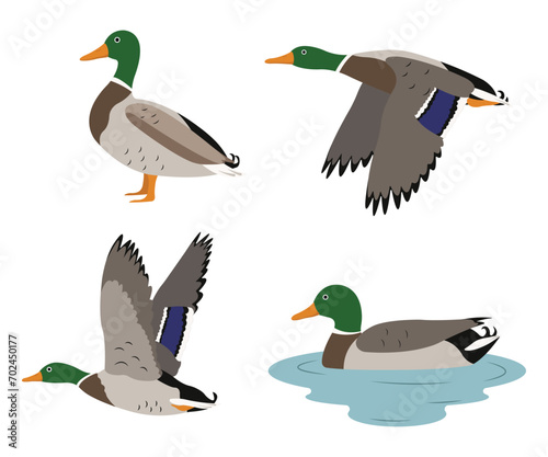 Set of beautiful wild duck birds in cartoon style. Vector illustration of wild ducks in different poses: flying, standing, swimming in the river isolated on a white background.