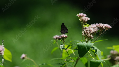 Butterfly on flower