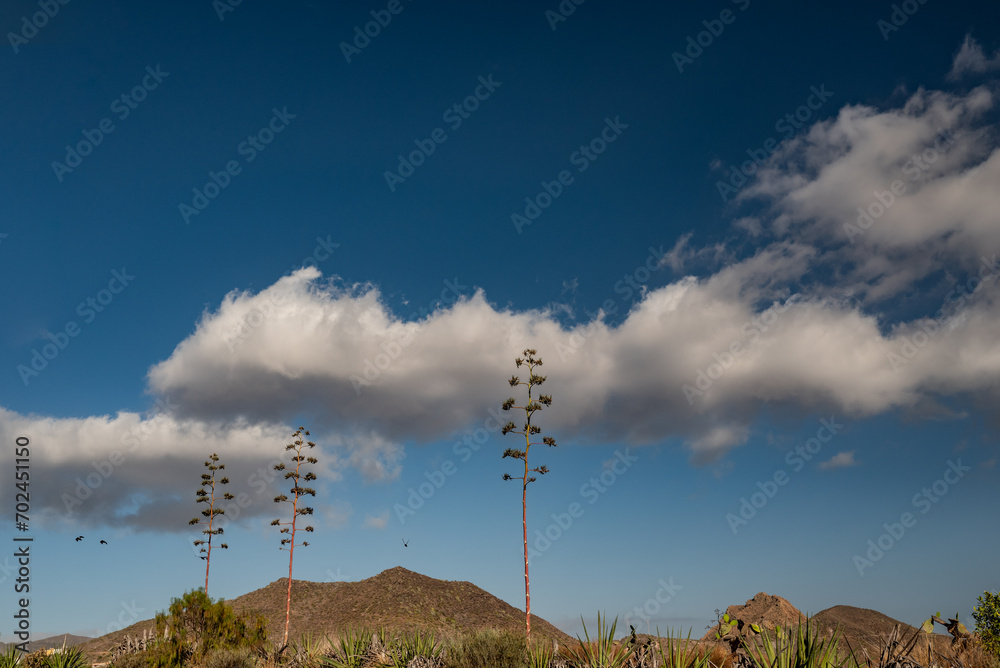 Obraz premium Agave americana on blue sky background with white clouds