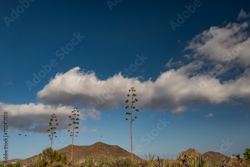Agave americana on blue sky background with white clouds