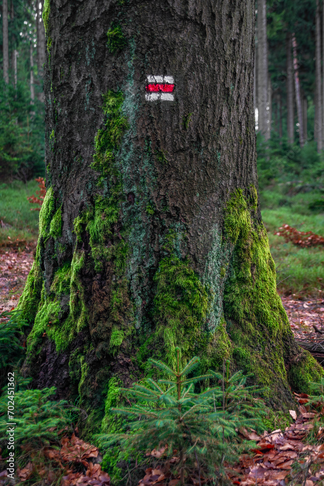 Tree with red turist sign near path in Luzicke mountains in Czech republic Tree with red turist sign near path in Luzicke mountains in Czech republic