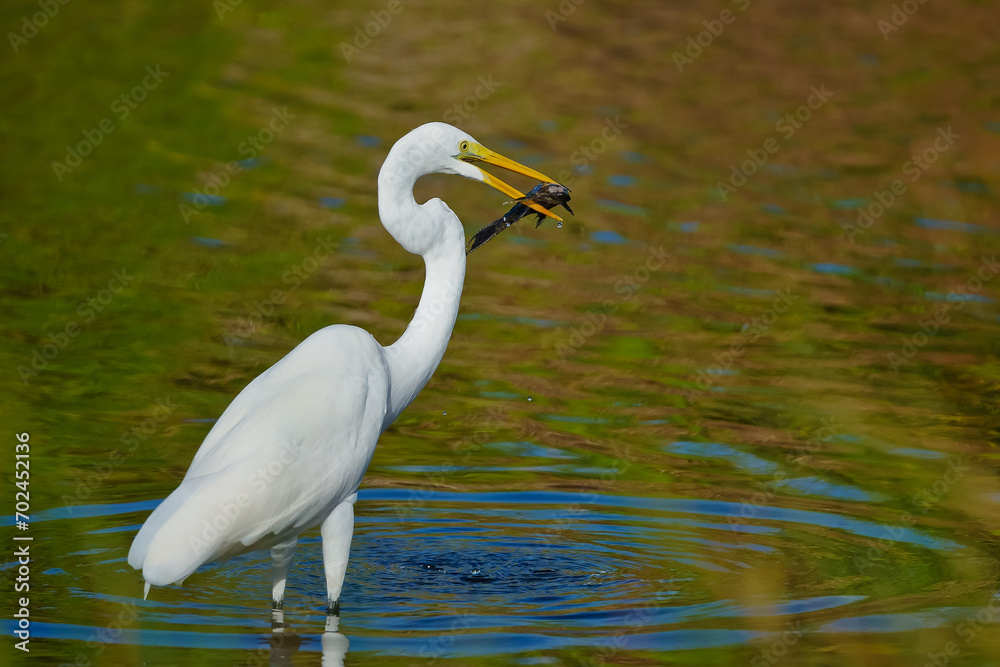 White egret caught a big fish Bubali Bird Sanctuary Aruba White egret caught a big fish Bubali Bird Sanctuary Aruba