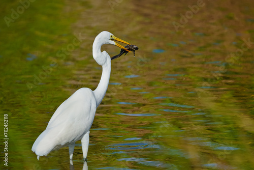White egret caught a big fish Bubali Bird Sanctuary Aruba photo