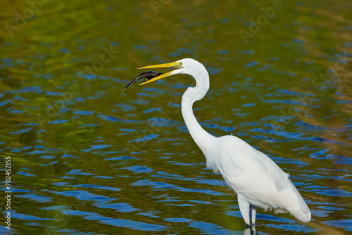 White egret caught a big fish Bubali Bird Sanctuary Aruba