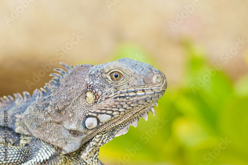 Portrait of Wild green iguana Aruba