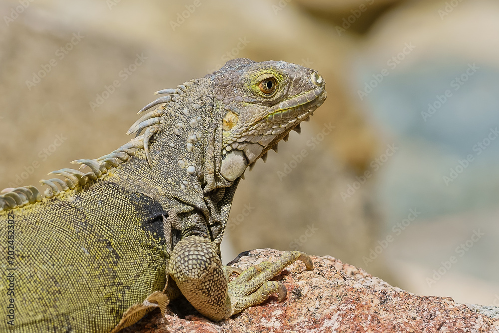 Portrait of wild green iguana on rock Aruba Portrait of wild green iguana on rock Aruba