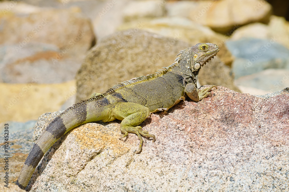 Wild green iguana crawling on rock Aruba Wild green iguana crawling on rock Aruba
